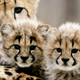 Two cheetah cubs.
